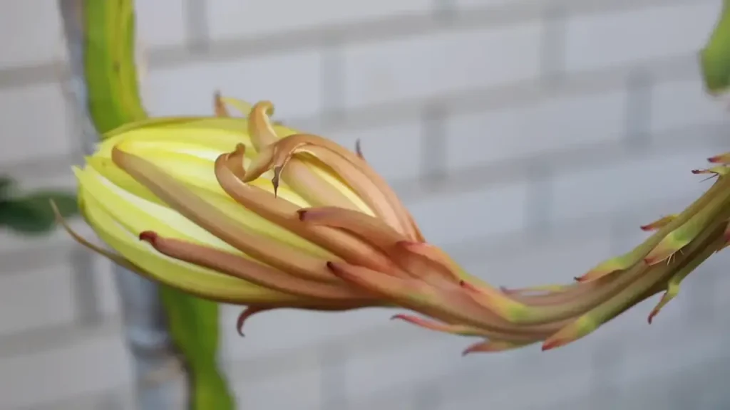 From Flowers to Fruit