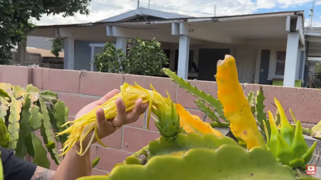 Yellow Dragon Fruit Plant Care